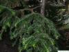 Spießtanne (Cunninghamia lanceolata) Zweige
