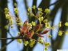 Spitz-Ahorn (Acer platanoides) Blüten