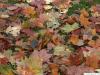 Spitz-Ahorn (Acer platanoides) Herbstfärbung ist vielfältig