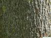 Spitz-Ahorn (Acer platanoides) Stamm