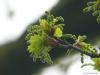 Stiel-Eiche (Quercus robur) im Austrieb