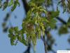 Stiel-Eiche (Quercus robur) Blüte