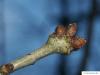 Stiel-Eiche (Quercus robur) Endknospe