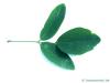 Straßen-Akazie (Robinia pseudoacacia 'Monophylla') Blatt