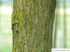 Straßen-Akazie (Robinia pseudoacacia 'Monophylla') Stamm