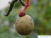 Taschentuchbaum (Davidia involucrata) Steinfrucht