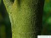 tasmanischer Schneeeukalyptus (Schneeeukalyptus (Schneeeukalyptus (Eucalyptus coccifera) Stamm / Rinde / Borke