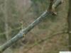 Texas-Esche (Fraxinus texensis) Seitenknospe
