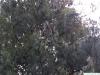 Tränen-Kiefer (Pinus wallichiana) Baum