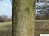 Trauben-Eiche (Quercus petraea) Stamm / Rinde / Borke
