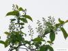 Trauben-Kirsche (Prunus padus) Blüte
