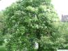 Trompetenbaum (Catalpa bignonioides) Baum im Sommer