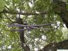 Trompetenbaum (Catalpa bignonioides) Früchte