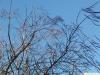 Trompetenbaum (Catalpa bignonioides) Krone mit Schoten im Winter