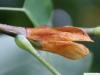 Tulpenbaum (Liriodendron tulipifera) Kelchblatt