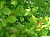 Tupelobaum (Nyssa sylvestris) Blätter