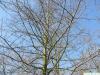 Tupelobaum (Nyssa sylvestris) Krone im Winter