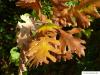 Ungarische Eiche (Quercus fainetto) Herbstfärbung der Blätter