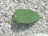 Vermont-Ahorn (Acer spicatum) Blatt