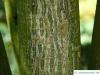 Vermont-Ahorn (Acer spicatum) Stamm / Rinde / Borke