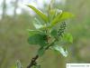 virginische Trauben-Kirsche (Prunus virginiana)  Blatt und Blüte im Austrieb