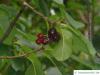 virginische Trauben-Kirsche (Prunus virginiana) Früchte