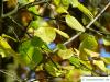 virginische Trauben-Kirsche (Prunus virginiana) gelbe Herbstfärbung