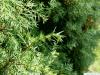 Wacholder (Juniperus communis) Zweig