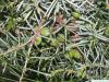 Wacholder (Juniperus communis) Beeren