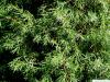 Wacholder (Juniperus communis) Zweige