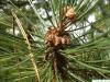 Wald-Kiefer (Pinus sylvestris) Blüte