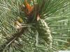Wald-Kiefer (Pinus sylvestris) Zapfen