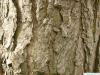 Wald-Kiefer (Pinus sylvestris) Stamm