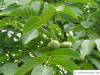 Walnuss (Juglans regia) Blätter mit unreifen Früchten