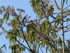 Walnuss (Juglans regia) die Blüten kommen mit dem Austrieb der Blätter