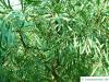 Wasser-Akazie (Acacia retinodes) Wuchs