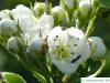weichhaariger Weißdorn (Crataegus mollis) Blüte