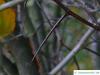 weichhaariger Weißdorn (Crataegus mollis) Zweig mit Dornen