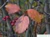 weichhaariger Weißdorn (Crataegus mollis) Herbstfärbung