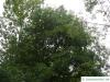 Weiden-Eiche (Quercus phellos) Baum im Sommer