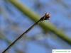 Weiden-Eiche (Quercus phellos) Endknospe
