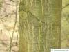 Weiden-Eiche (Quercus phellos) Stamm / Rinde / Borke
