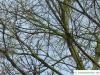 Weiden-Eiche (Quercus phellos) Krone im Winter