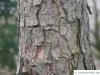 Weihrauch-Kiefer (Pinus taeda) Stamm / Rinde / Borke