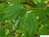 Wein-Ahorn (Acer circinatum) Blätter im Sommer