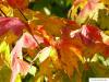 Wein-Ahorn (Acer circinatum) Herbstfärbung