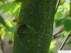 Wein-Ahorn (Acer circinatum) Stamm / Rinde