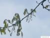 Weiß-Eiche (Quercus alba) Blüte