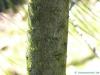 Weiß-Kiefer (Pinus sabiniana) Stamm / Rinde / Borke