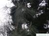Weiß-Kiefer (Pinus sabiniana)